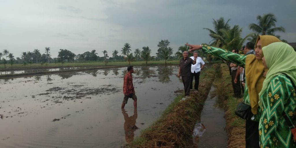 Potensi Lahan Pertanian di Kubu Raya 36 Ribu Ha