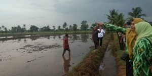 Potensi Lahan Pertanian di Kubu Raya 36 Ribu Ha