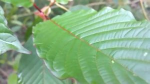 PT Pos Pontianak Raup Rp10 Miliar per Bulan dari Pengiriman Kratom