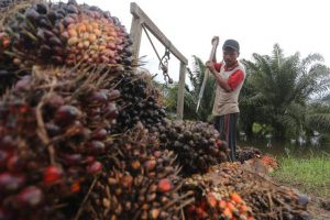 Petani Berharap Harga Sawit Stabil