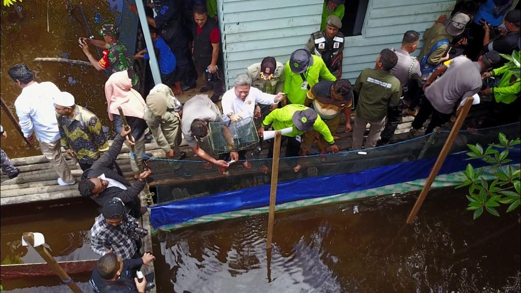 Budidaya Kepiting Bakau Batu Ampar Lestarikan Mangrove