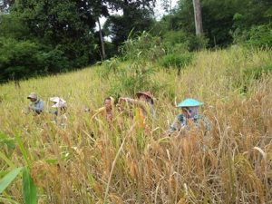 Sebelas Desa di Sanggau Rentan Pangan