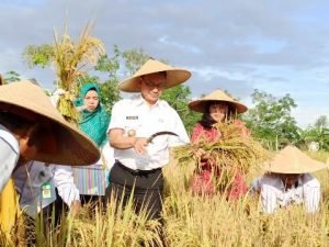 Intensifikasi di Lahan Terbatas Hasilkan Padi Unggul