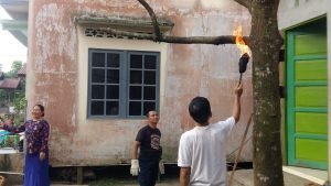 Ternyata Ini Sumbernya Ulat Bulu Serang Pemukiman Warga
