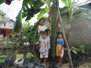 Pisang 1000 Buah Hebohkan Warga Mungguk