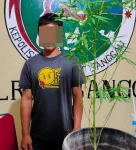 Tiga Batang Pohon Ganja Warga Disita Polisi