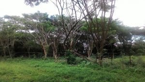 Hutan Kota, Membangunkan Kembali Mimpi Lama