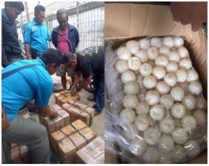 Warga Pontianak Selundupkan Ribuan Telur Penyu Kepri ke Kalbar