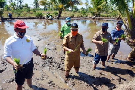 Di tengah Pandemi Covid-19, Produksi Padi Kubu Raya Melimpah