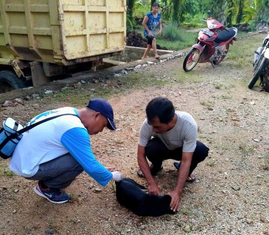 Petugas sedang menyuntik vaksin rabies terhadap hewan piaraan warga di Desa Rahayu