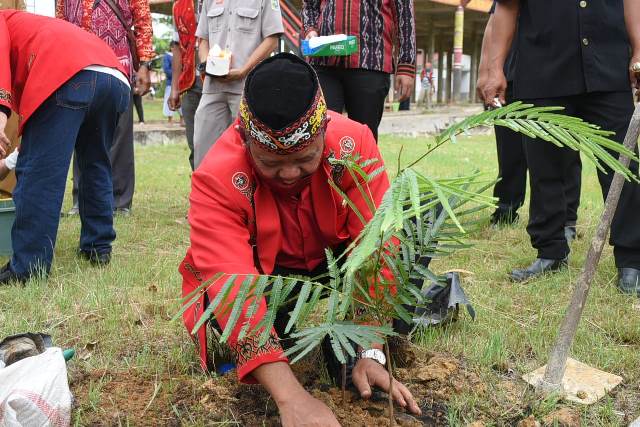 Bupati Sanggau Paolus Hadi menanam pohon rangkaian kegiatan Nosu Minu Podi dan Mpokant Podagi