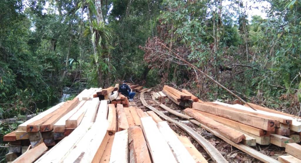 Kayu yang telah ditebang secara ilegal di kawasan KHDTK Untan di Desa Peniti Dalam Kecamatan Segedong Kabupaten Mempawah. Kegiatan ini didanai cukong yang telah ditetapkan tersangka