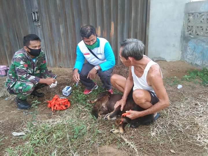 Petugas sedang menyuntik vaksin rabies terhadap hewan yang dipelihara warga