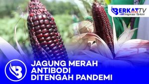 Jagung Merah, Antibodi di Tengah Pandemi