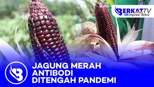 Jagung Merah, Antibodi di Tengah Pandemi