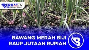 Bawang Merah Biji Raup Ratusan Juta Rupiah