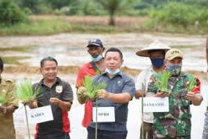 Anggota DPRD Ikut Tanam Padi Perdana