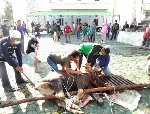 Panitia qurban Masjid Agung Al - Mu'awwanah Sanggau saat melakukan penyembelihan hewan kurban.