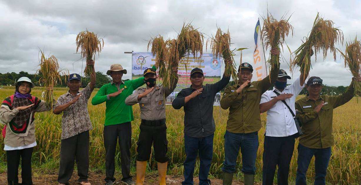 Kadis Pertanian dan Ketahanan Pangan saat panen padi Panen padi gadu di Desa Sungai Terus Kecamatan Kubu dengan luas areal panen 250 ha