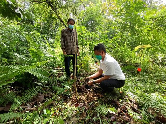 Wali kota Pontianak melakukan penanam pohon di Hari Pohon Internasional