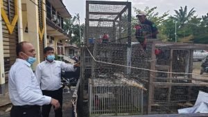 Pemilik Diamankan, 15 Ekor Kasturi Hitam Disita