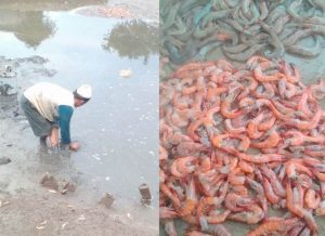 Jutaan Ekor Ikan dan Udang di Medan Mas Mati Mendadak