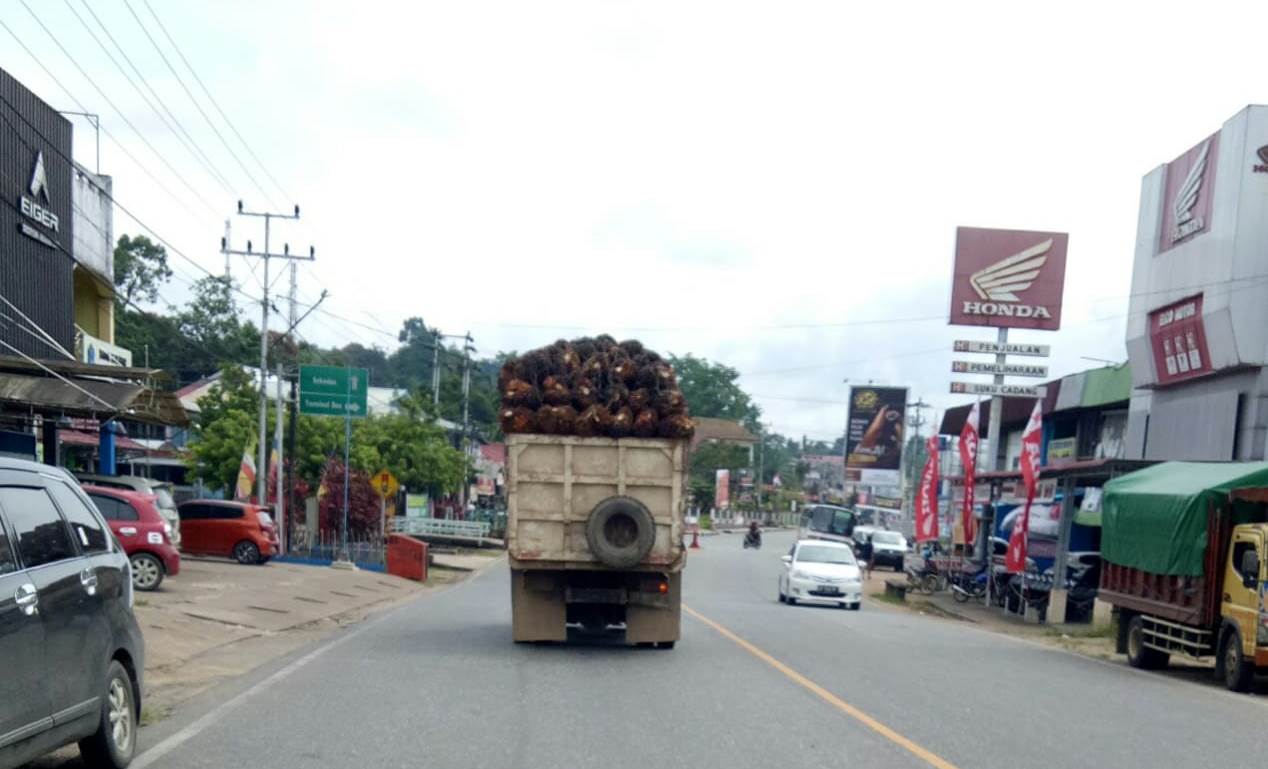 Truk bermuatan TBS tanpa jaring pengaman yang melewati jalan raya di Sanggau sangat membahayakan pengendara sepeda motor, Senin (15/3).