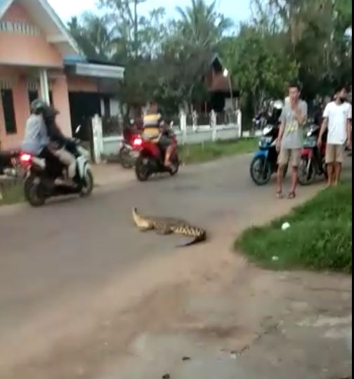 Seekor anak buaya tiba - tiba keluar dari semak belukar dan menyeberangi di jalan raya