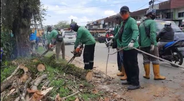 Pohon tua yang berada di Jalan Adisucipto yang memakan korban dua pengendara, akhirnya ditebang petugas dari Kebersihan dan Pertamanan Dinas PUPRKP Kubu Raya