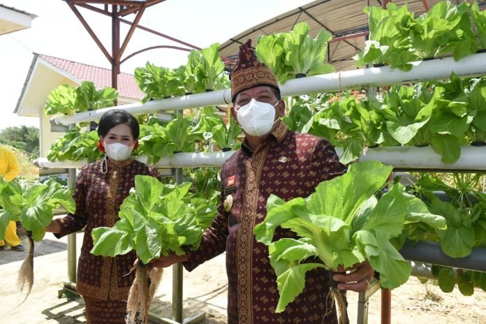 SGG-PH PANEN SAYUR Bupati diampingi istri memanen sayur dan jagung di kebun Hatinya PKK yang berlokasi di Antong Ngelayan.