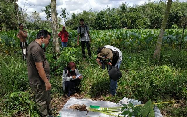 Petugas Penyuluh Pertanian saat melakukan penelitian terhadap keladi putih Seponti yang akan didaftarkan menjadi varietas asli Kayong Utara.