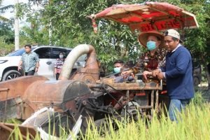 Varietas Inpari 37 Hasilkan 7 Ton Gabah