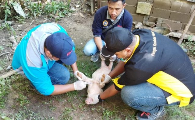 petugas Dinas Perkebunan dan Peternakan (Disbunnak) Kabupaten Sanggau saat mengambil sampel serum darah babi untuk mencegah PMK dan Virus ASF