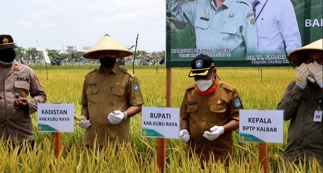 Panen padi perdana varietas baru di Desa Parit Baru waktu lalu oleh Wakil Menteri Pertanian, Bupati Kubu Raya, Kepala BPPT dan beberapa pihak lainnya