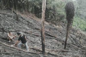 Peladang Tewas Terbakar di Lahan Karhutla