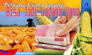 Peluang Usaha Jagung, Bisa Jadi Ladang Uang