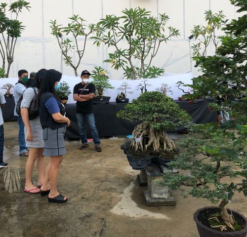 Tanaman bonsai yang dipamerkan di Gaia Bumi Raya City Mal