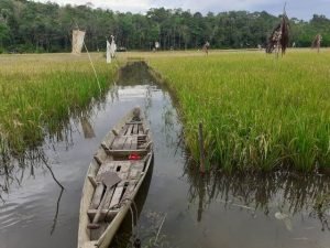 Ribuan Hektar Sawah Terendam Banjir, Petani Terancam Gagal Panen