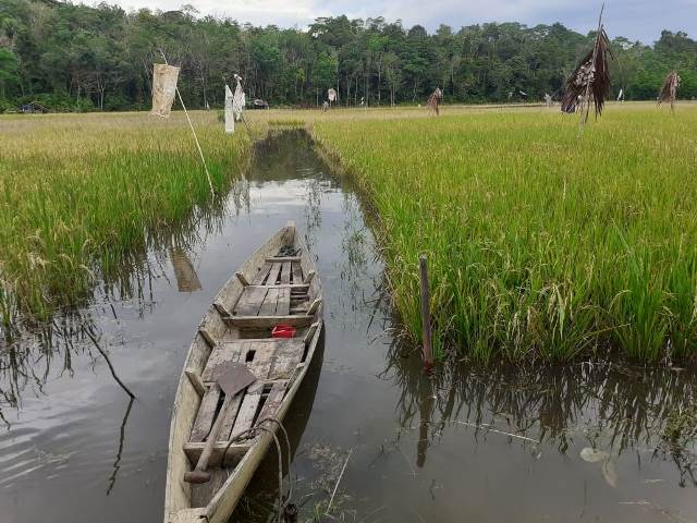 Lahan sawah di Kabupaten Sanggau tabg terendam banjir. Luasannya lebih dari seribu hektar