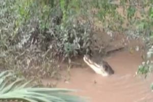Warga Nyaris Tenggelam Hingga Penampakan Buaya