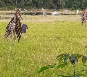 Cadangan Beras Untuk Kebutuhan Nataru Aman