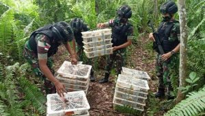 Satgas Pamtas Amankan Burung Kacer Malaysia di Hutan Perbatasan