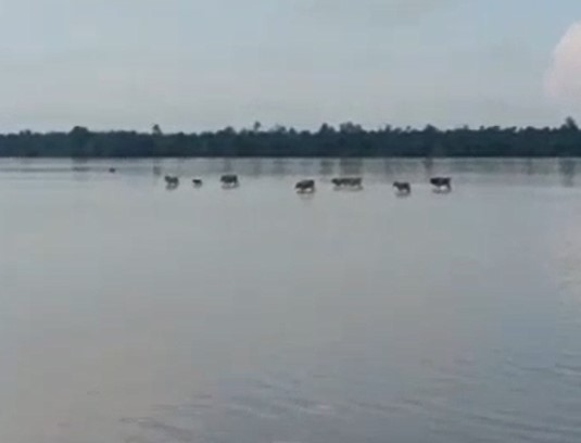 Dunia jagat maya dihebohkan dengan gerombolan kawanan sapi sedang berjalan di tengah Sungai Kapuas