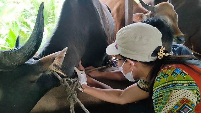 Petugas Kesehatan dari Dinas Bunak Sanggau melakukan pemeriksaan hewan ternak di pengepul jalan Sultan Syahril