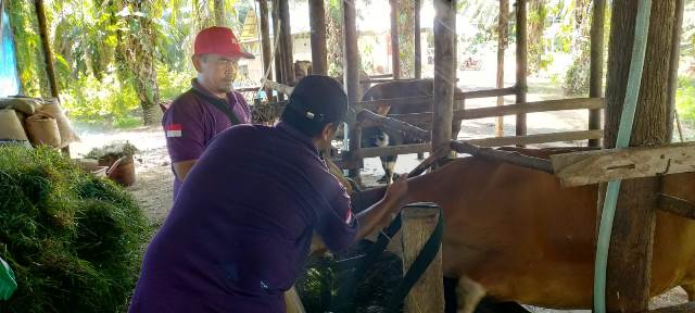 Petugas Kesehatan Hewan Disbunak Sanggau sedang menyuntikan vaksin anti PMK ke hewan ternak sapi di Kecamatan Mukok, Kamis (30/6).