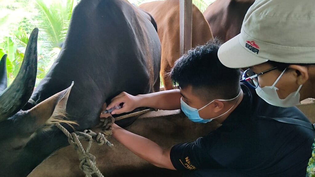 Petugas Kesehatan Hewan Disbunak mengecek kesehatan hewan wktu lalu.