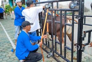 Masjid Agung Gunakan Alat Perebah Percepat Pemotongan Hewan Kurban