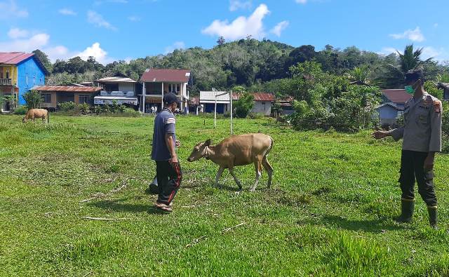 Personel Polsek Sokan jajaran Polres Melawi melakukan pengecekan terhadap hewan ternak sapi milik warga di Desa Sepakat dan Desa Nanga Sokan Kecamatan Sokan untuk mencegah PMK, Jumat (22/7).
