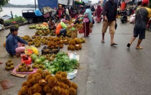 Buah Lokal Sanggau Merambah Pasar Ekspor