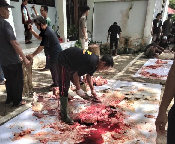 Usai salat Iduladha, civitas dan mahasiswa Fakultas Kehutanan Universitas Tanjungpura melakukan pemotongan hewan kurban.